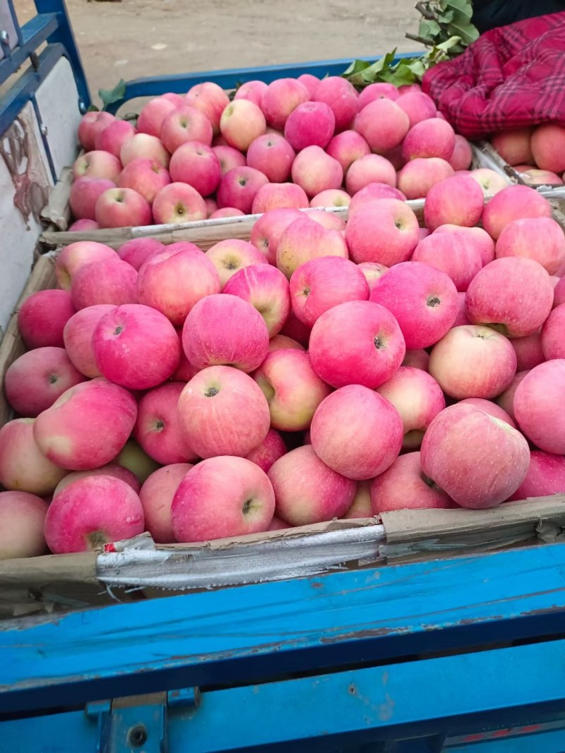 塑料筐外：525*360*280内：495*330*27