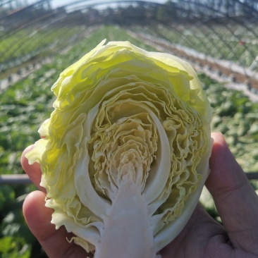 潍坊甘蓝菜大量供应甘蓝，牛心甘蓝种植面积大圆包菜