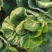 潍坊甘蓝菜大量供应甘蓝，牛心甘蓝种植面积大圆包菜