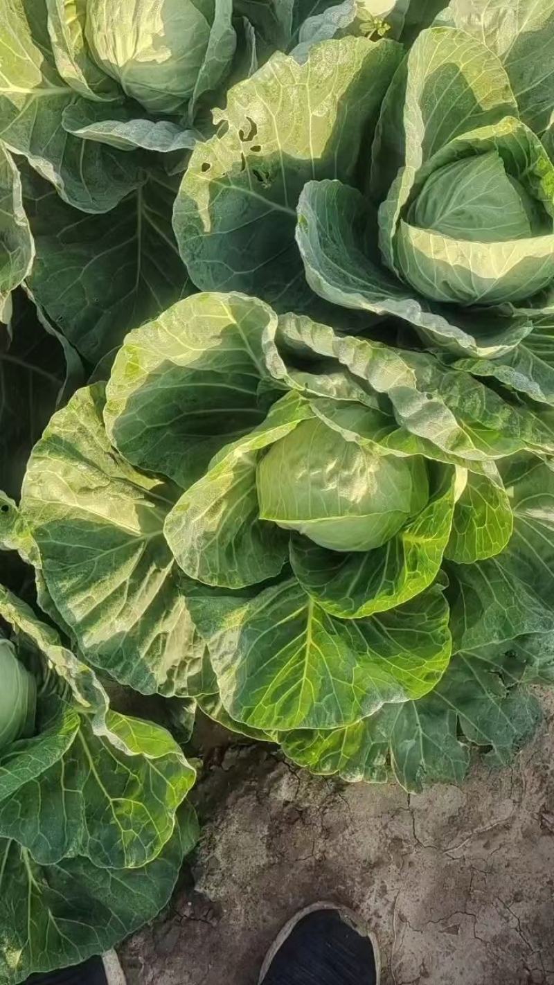 潍坊甘蓝菜大量供应甘蓝，牛心甘蓝种植面积大圆包菜