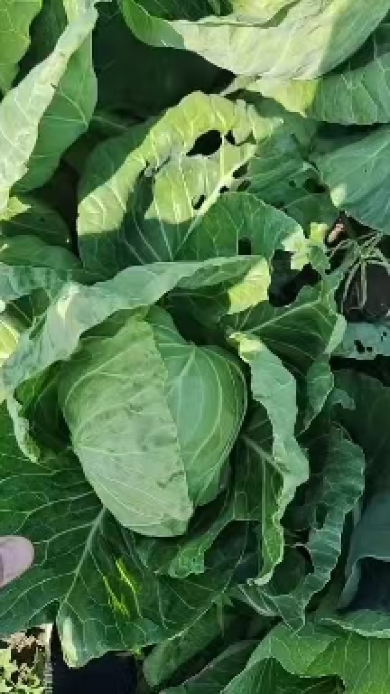 潍坊甘蓝菜大量供应甘蓝，牛心甘蓝种植面积大圆包菜