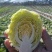 潍坊甘蓝菜大量供应甘蓝，牛心甘蓝种植面积大圆包菜