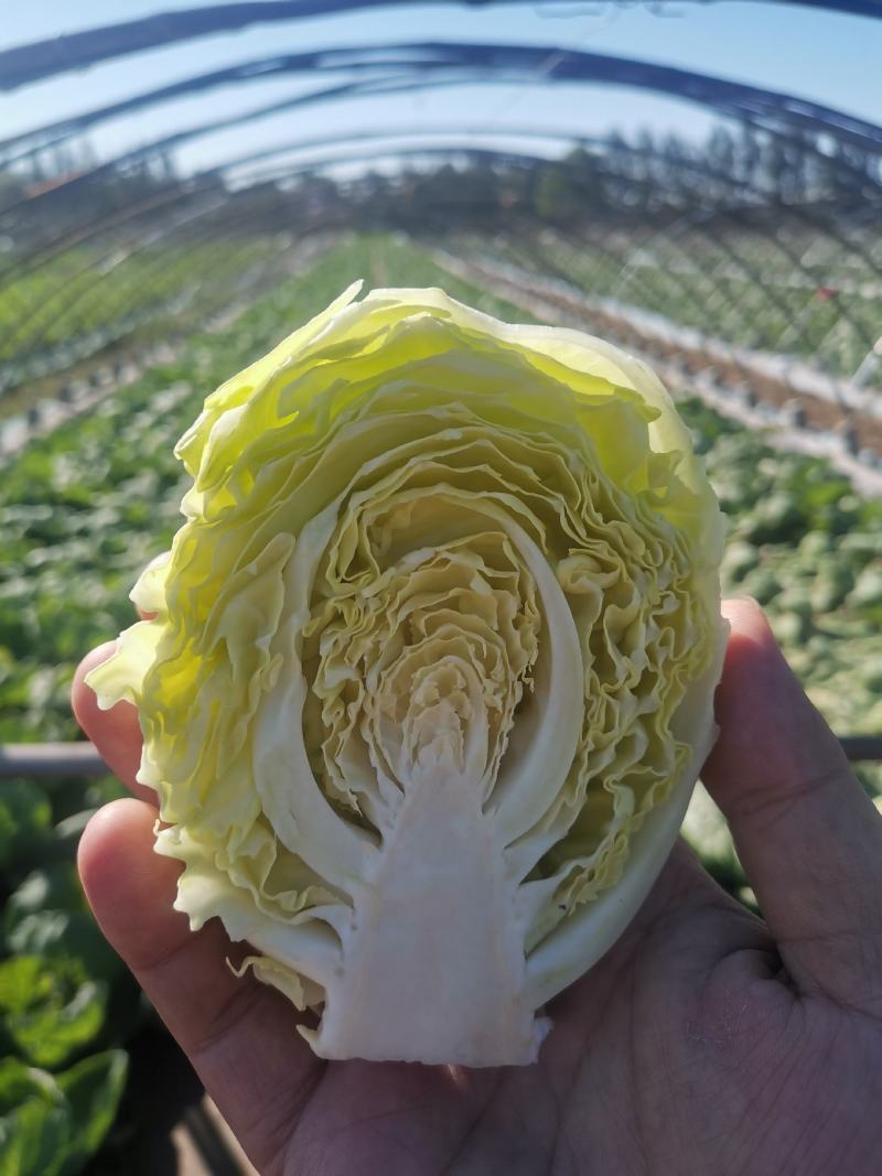 潍坊甘蓝菜大量供应甘蓝，牛心甘蓝种植面积大圆包菜