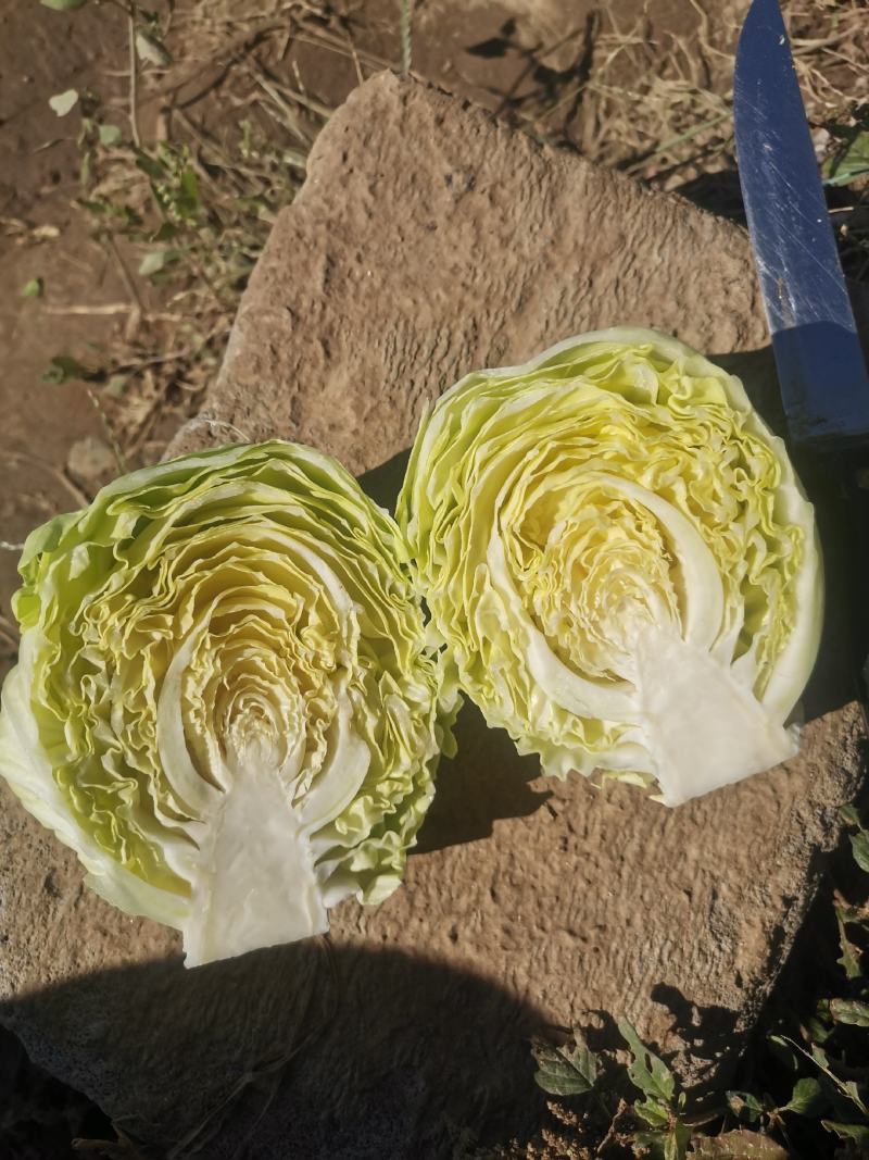 潍坊甘蓝菜大量供应甘蓝，牛心甘蓝种植面积大圆包菜