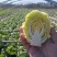 潍坊甘蓝菜大量供应甘蓝，牛心甘蓝种植面积大圆包菜
