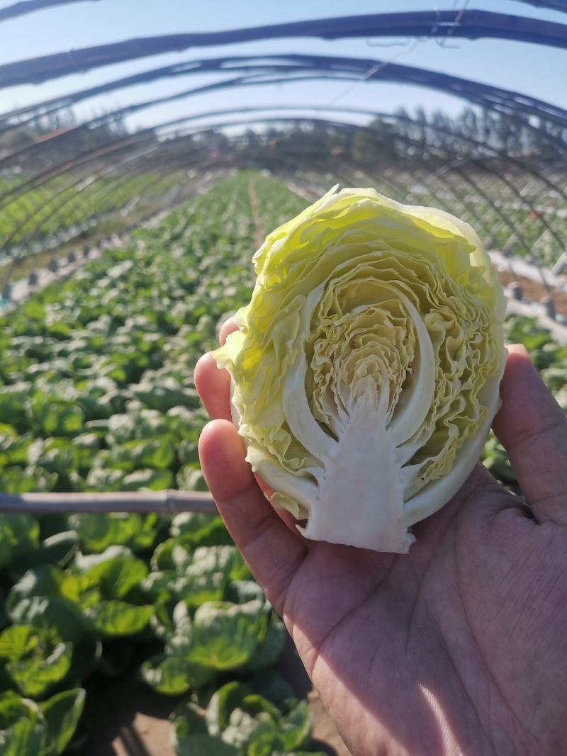潍坊甘蓝菜大量供应甘蓝，牛心甘蓝种植面积大圆包菜