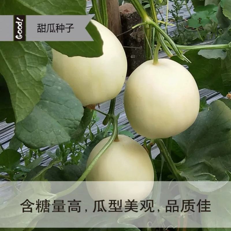 甜蜜蜜薄皮甜瓜种子香瓜种子梨瓜种子杂交甜瓜种子农家庭院