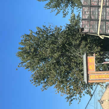 山楂大量