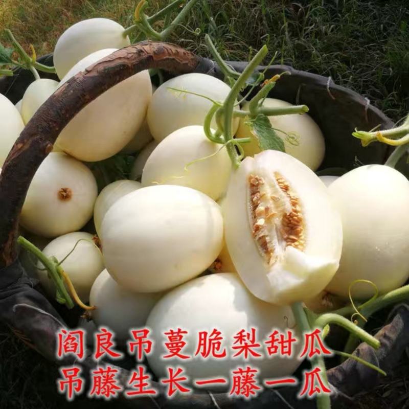 白甜瓜种子白兔儿甜瓜种子早熟白皮梨瓜种子农家庭院用种