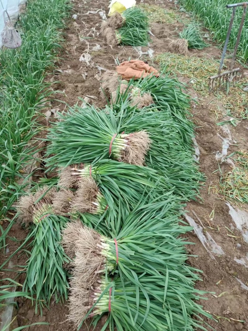 【推荐】丰县红根蒜苗自己工人做工好质量保证长期合作！