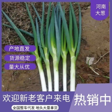 南阳大葱钢葱长白大葱产地直供自有种植一百多亩