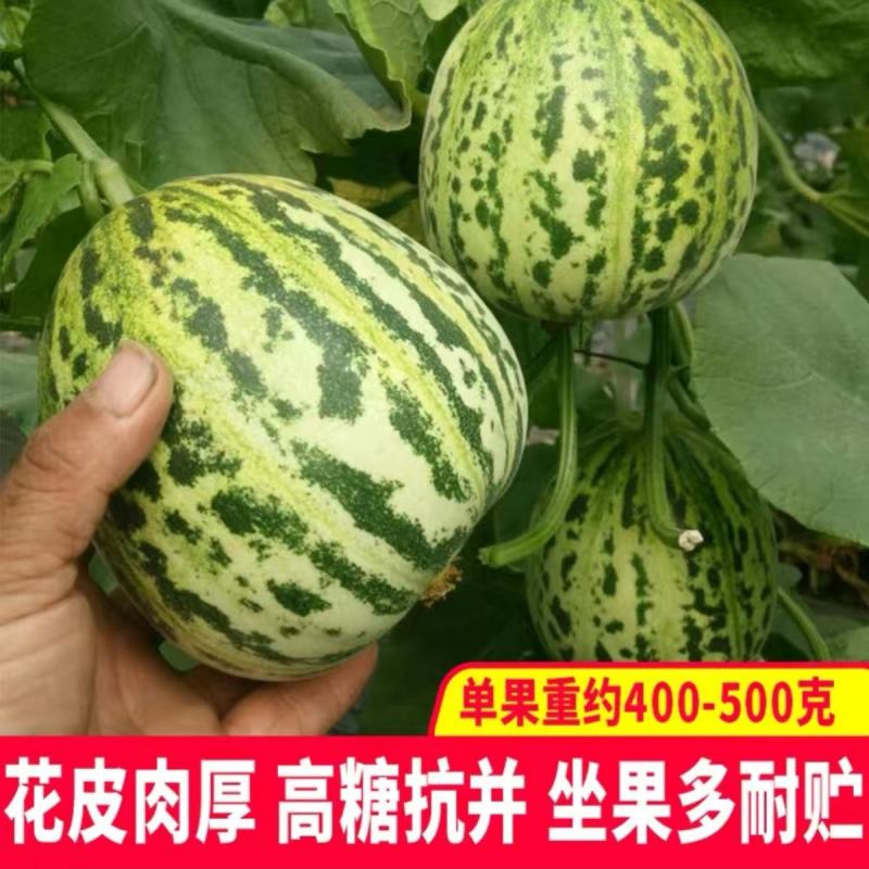 花冠花梨甜瓜种子薄皮甜瓜种籽含糖高超甜耐湿抗病花皮香瓜