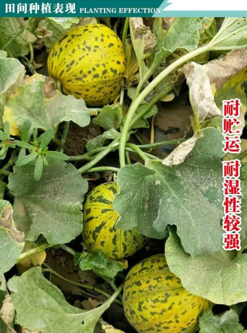 花冠花梨甜瓜种子薄皮甜瓜种籽含糖高超甜耐湿抗病花皮香瓜