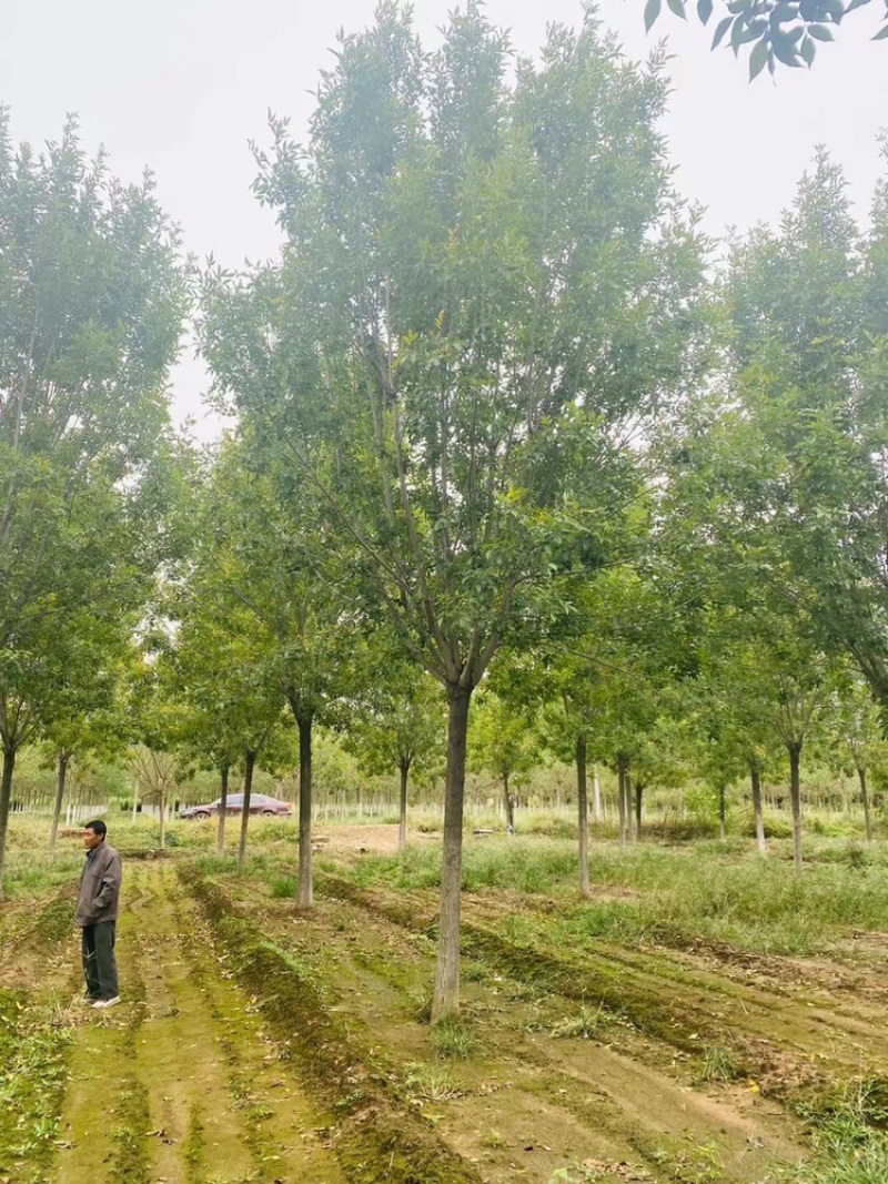 精品白蜡10公分12公分15公分18公分20公分精选白蜡