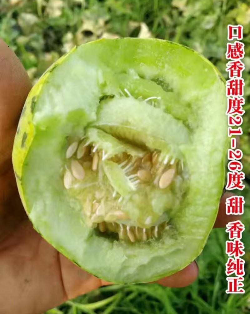 花冠花梨甜瓜种子薄皮甜瓜种籽含糖高超甜耐湿抗病花皮香瓜