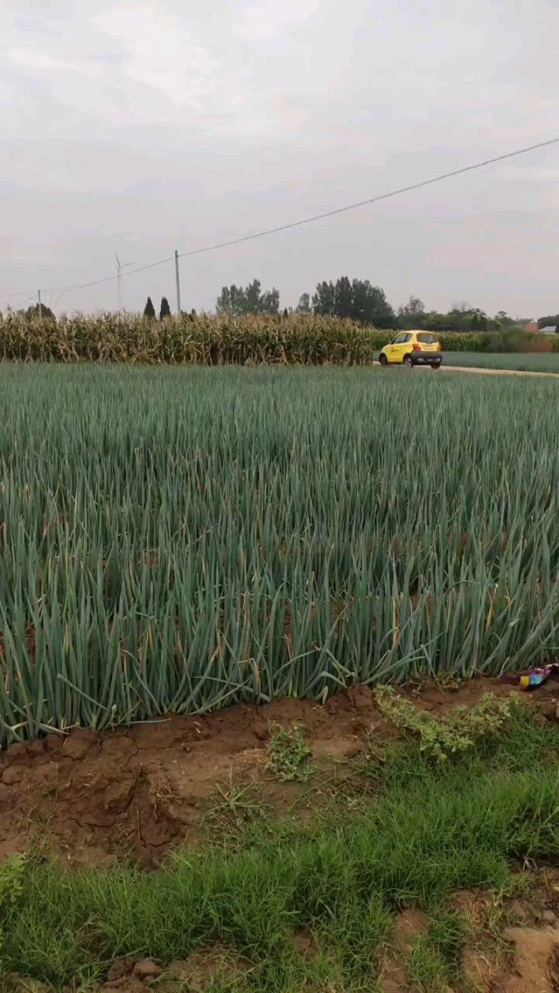 南阳大葱钢葱长白大葱产地直供自有种植一百多亩