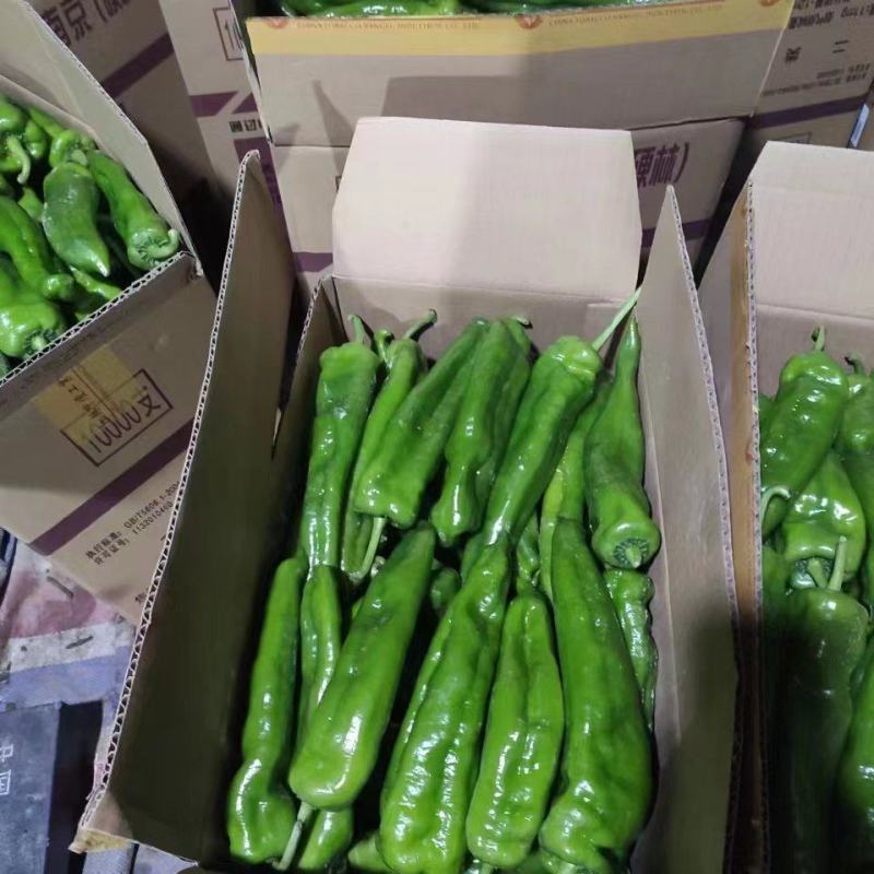 大棚鲜辣椒薄皮代收代发大棚301辣椒线椒螺丝椒，量大