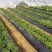 黑地膜，白地膜，银黑地膜保温保湿塑料膜果园蔬菜农用膜