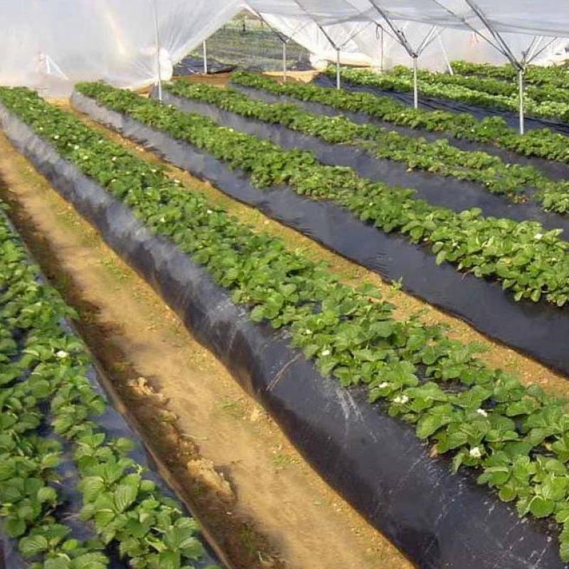 黑地膜，白地膜，银黑地膜保温保湿塑料膜果园蔬菜农用膜