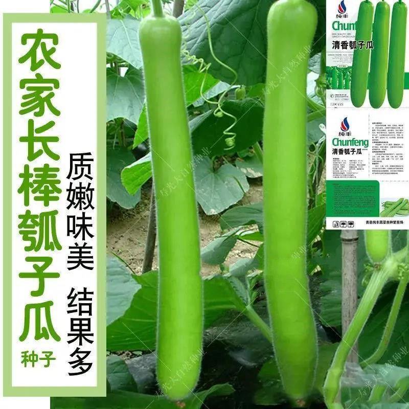 早熟长瓠瓜种春秋季瓠子瓜籽蒲瓜菜葫芦籽瓠瓜种子
