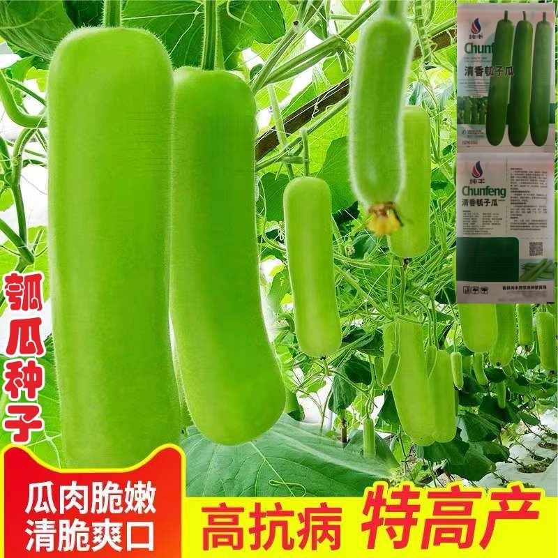 早熟长瓠瓜种春秋季瓠子瓜籽蒲瓜菜葫芦籽瓠瓜种子