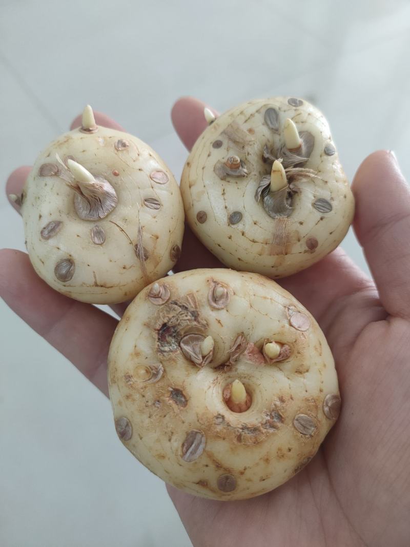 藏红花种球改良种球大量供应提供技术支持
