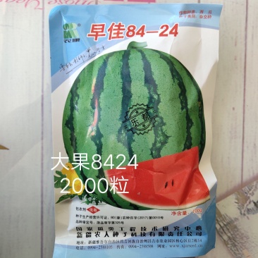 乐都早佳8424西瓜种子大果抗病抗裂含糖量高商品性强