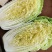 山东黄心白菜大量供应黄心白菜山东大白菜大小黄心白菜