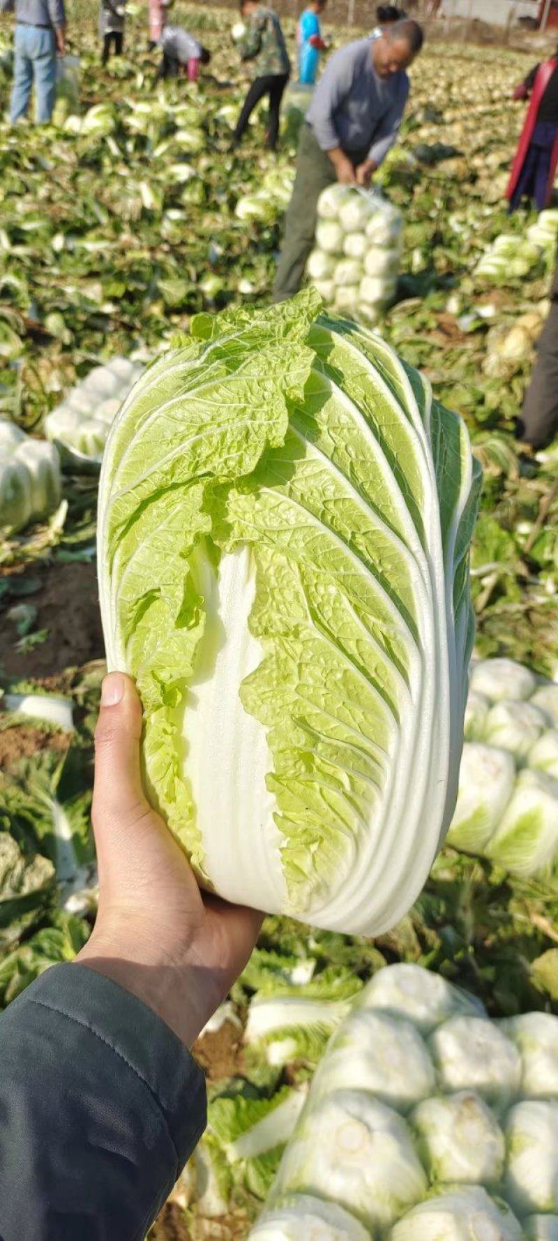 山东黄心白菜大量供应黄心白菜山东大白菜大小黄心白菜