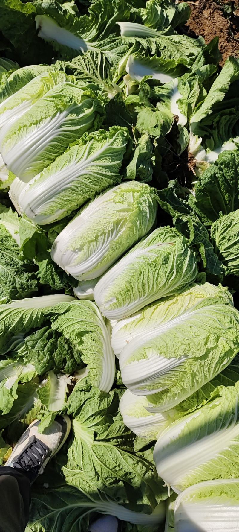 山东黄心白菜大量供应黄心白菜山东大白菜大小黄心白菜
