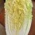 山东黄心白菜大量供应黄心白菜山东大白菜大小黄心白菜