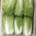 山东黄心白菜大量供应黄心白菜山东大白菜大小黄心白菜