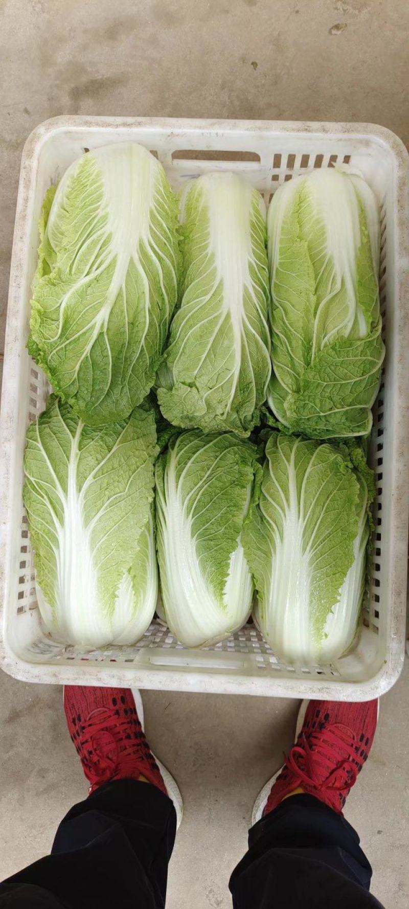 山东黄心白菜大量供应黄心白菜山东大白菜大小黄心白菜