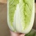 山东黄心白菜大量供应黄心白菜山东大白菜大小黄心白菜