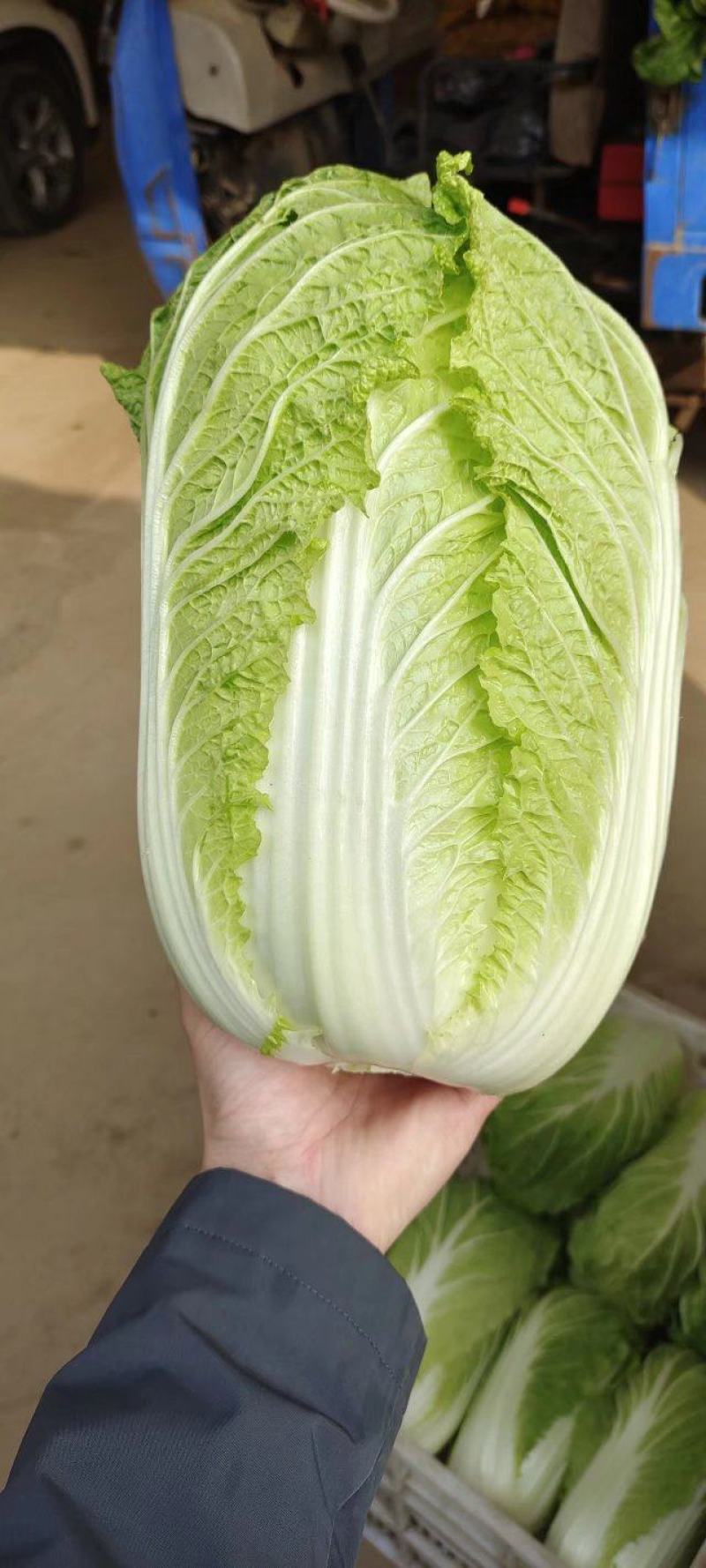 山东黄心白菜大量供应黄心白菜山东大白菜大小黄心白菜