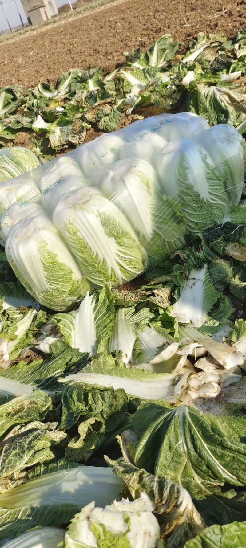 山东黄心白菜大量供应黄心白菜山东大白菜大小黄心白菜