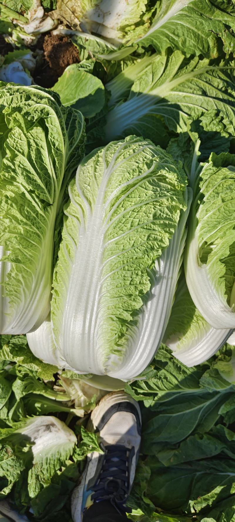 山东黄心白菜大量供应黄心白菜山东大白菜大小黄心白菜