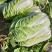山东黄心白菜大量供应黄心白菜山东大白菜大小黄心白菜