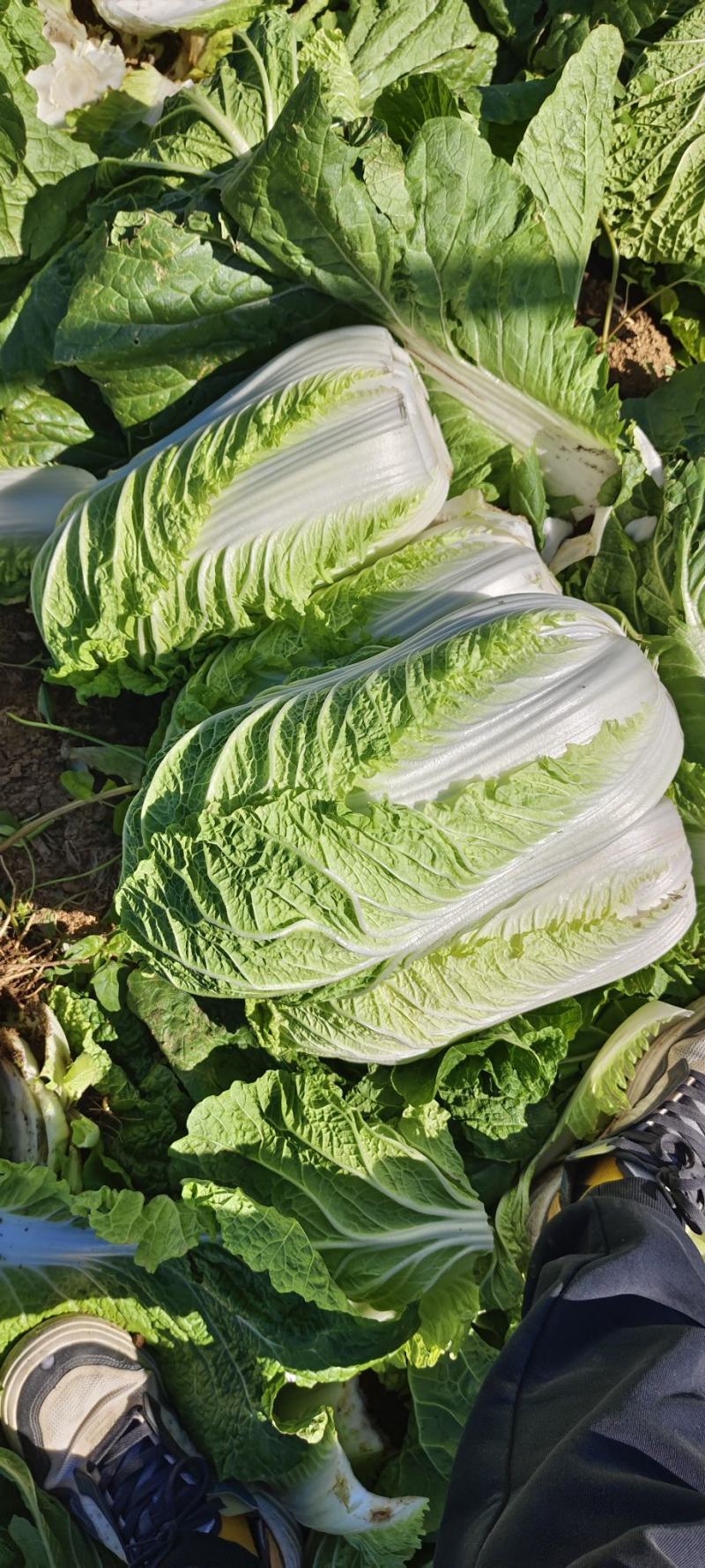 山东黄心白菜大量供应黄心白菜山东大白菜大小黄心白菜