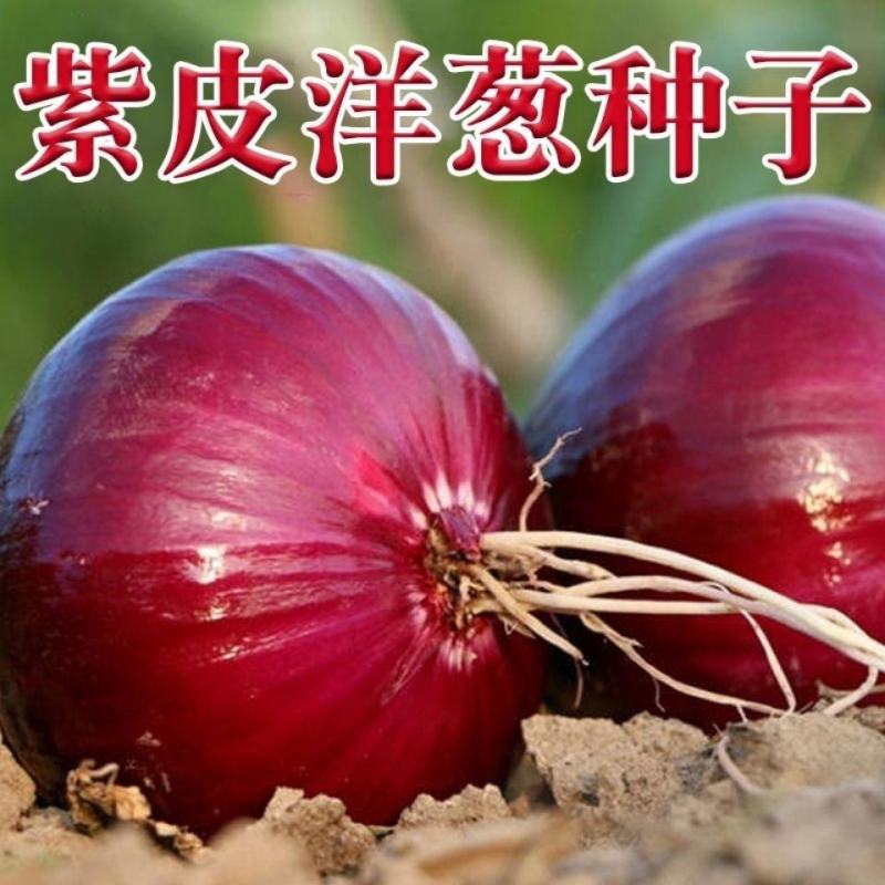紫皮洋葱种子高产红皮圆洋葱种子四季播早熟抗病特大蔬菜种孑