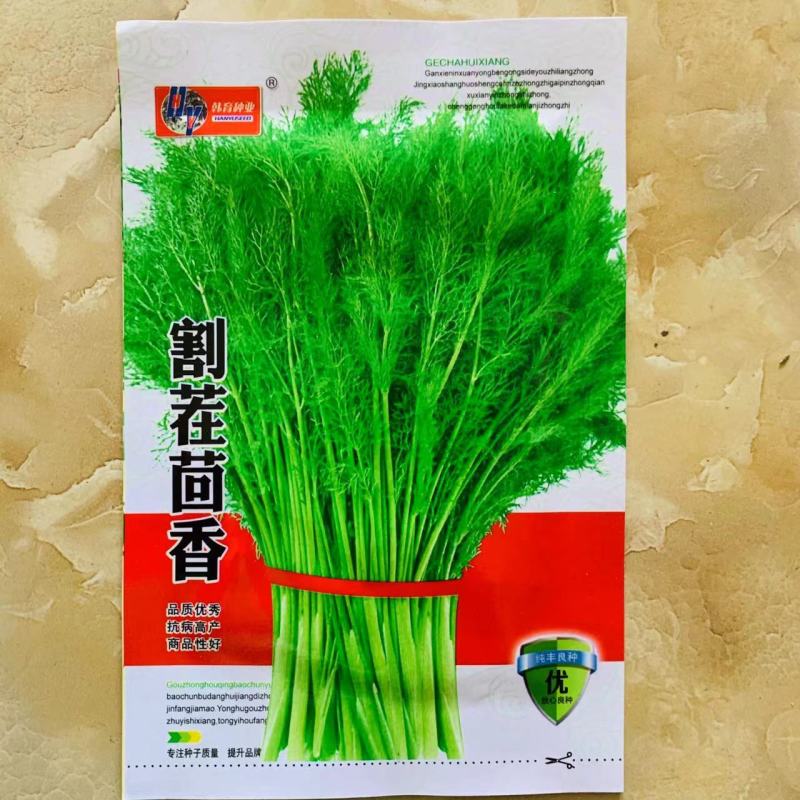 原装割茬茴香种子春季秋季多次采收茴香种籽四季易种茴香种子