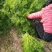 原装割茬茴香种子春季秋季多次采收茴香种籽四季易种茴香种子