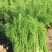 原装割茬茴香种子春季秋季多次采收茴香种籽四季易种茴香种子