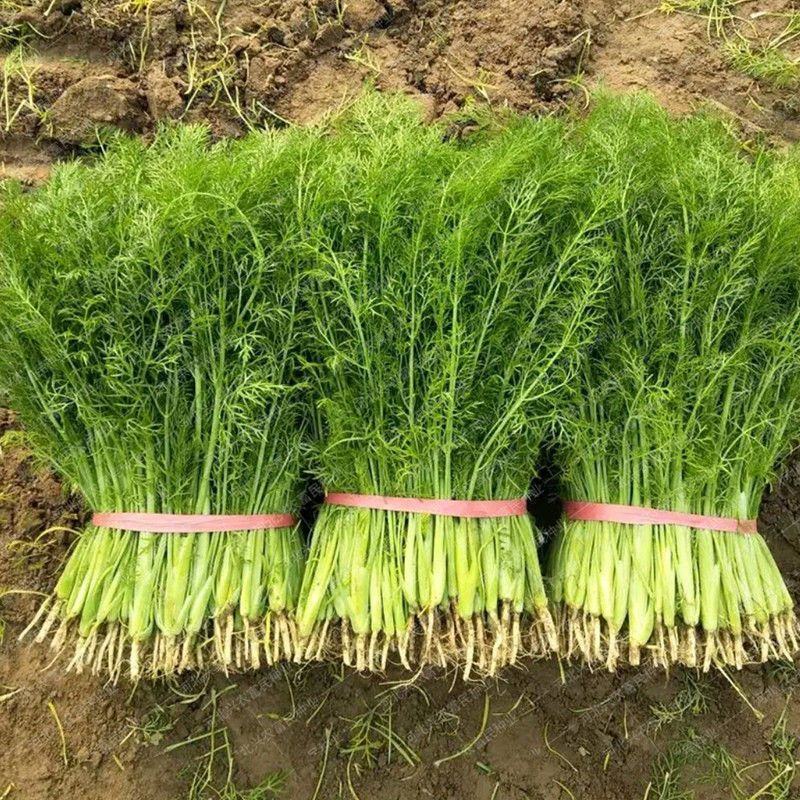 原装割茬茴香种子春季秋季多次采收茴香种籽四季易种茴香种子