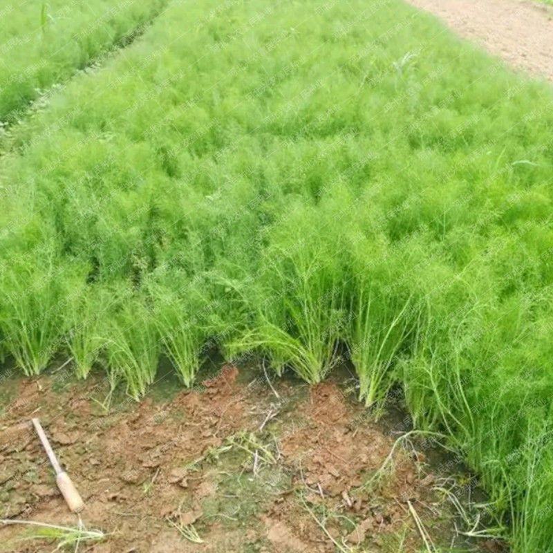 原装割茬茴香种子春季秋季多次采收茴香种籽四季易种茴香种子