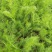 原装割茬茴香种子春季秋季多次采收茴香种籽四季易种茴香种子