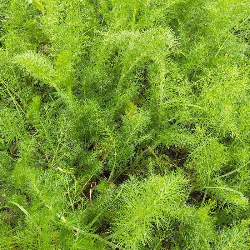 原装割茬茴香种子春季秋季多次采收茴香种籽四季易种茴香种子