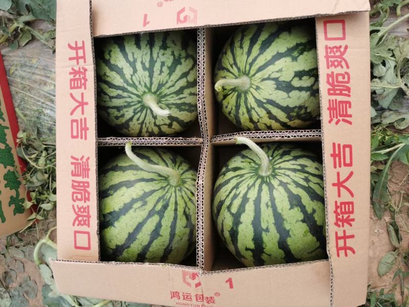 乐都早佳8424西瓜种子大果抗病抗裂含糖量高商品性强