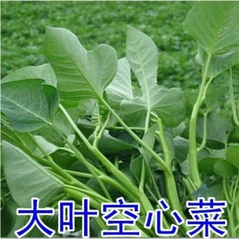 大叶空心菜种子多次采摘圆叶空心菜高产易种阳台盆栽蔬菜种子