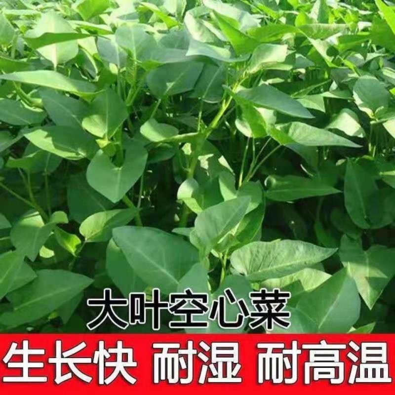 大叶空心菜种子多次采摘圆叶空心菜高产易种阳台盆栽蔬菜种子